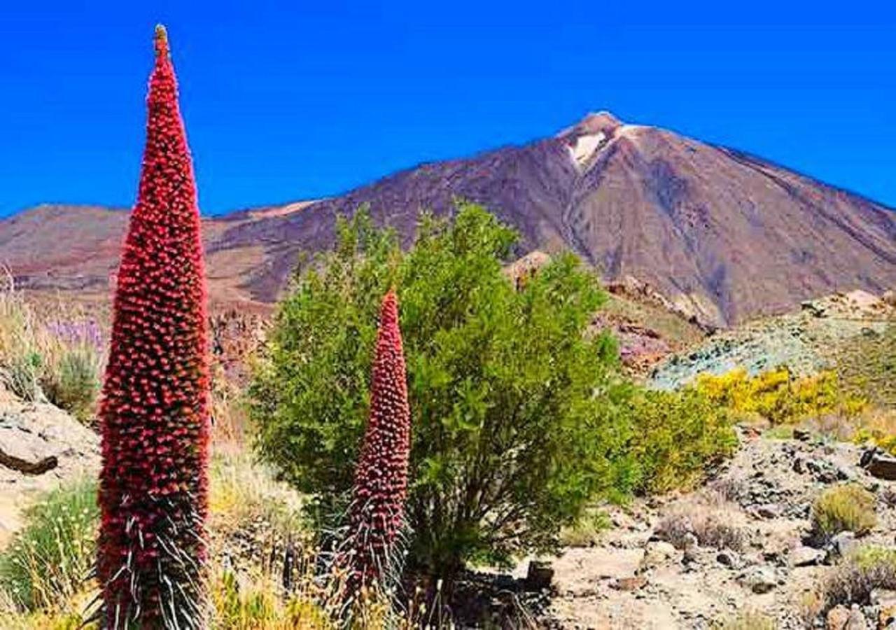 Buena Vibra Tenerife Sur Playa de las Americas  Ngoại thất bức ảnh